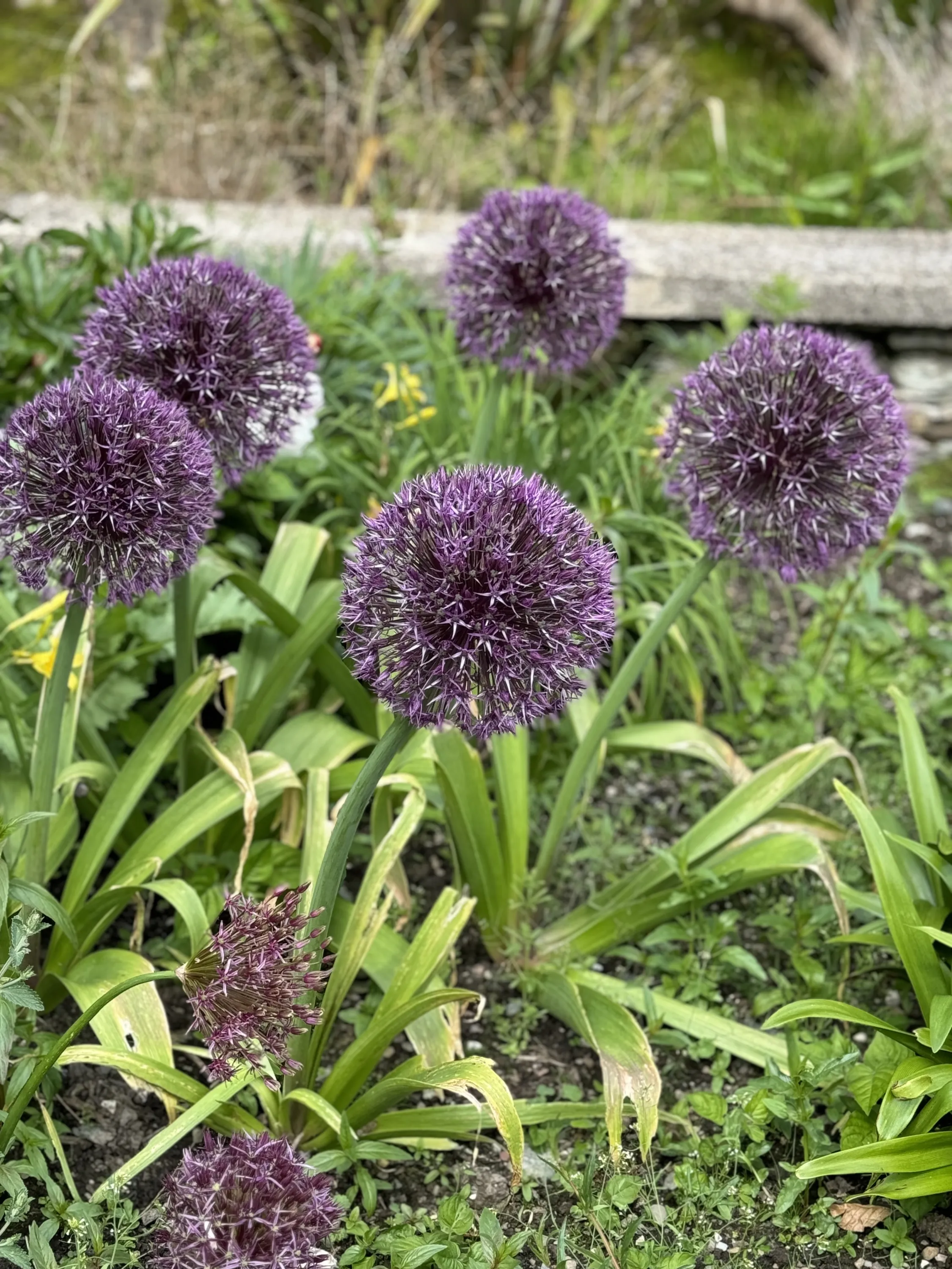 Pom poms