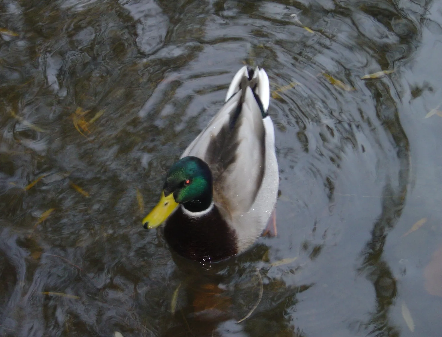 duck