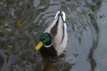 duck jigsaw puzzle