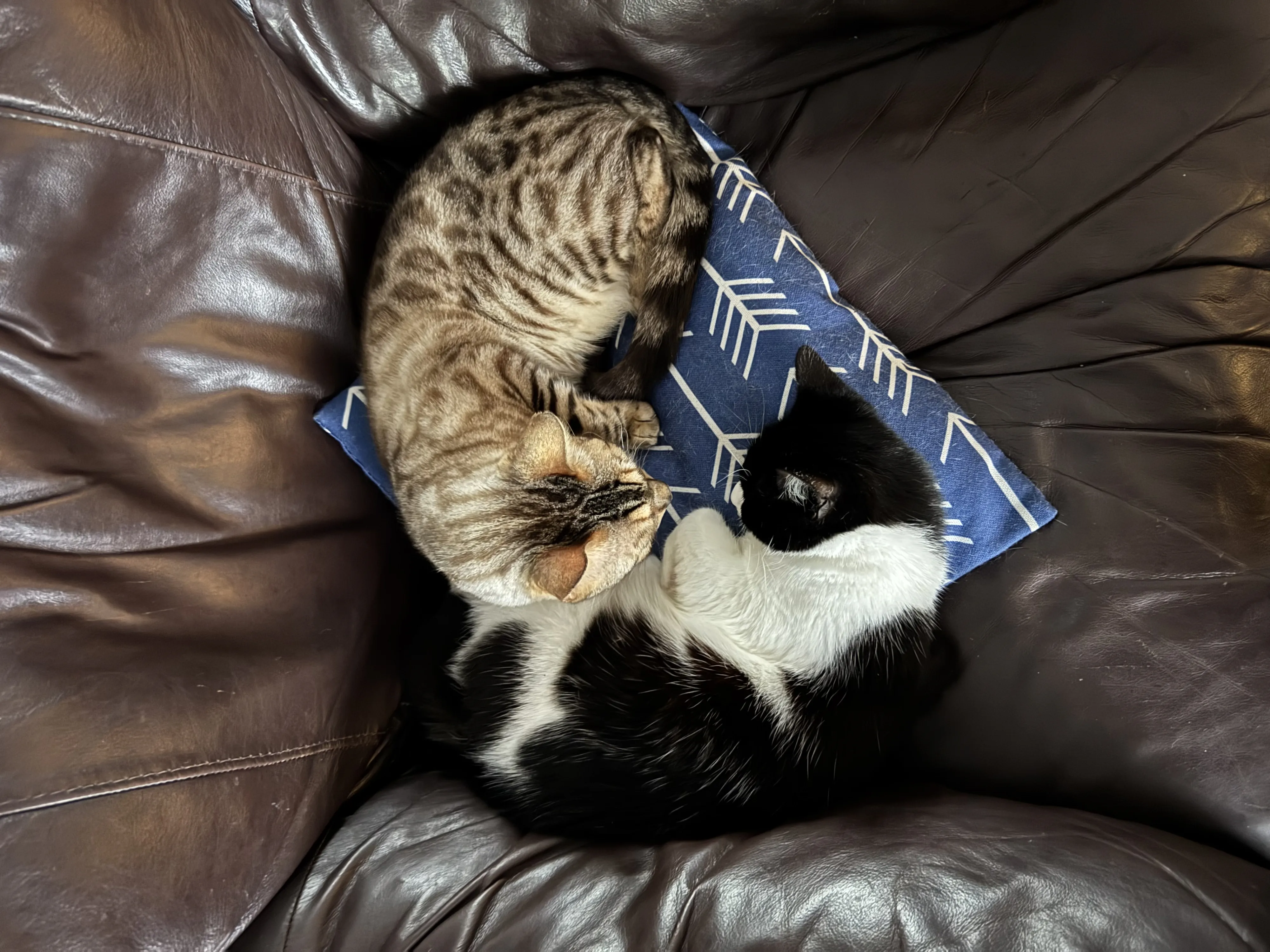 Sleepy