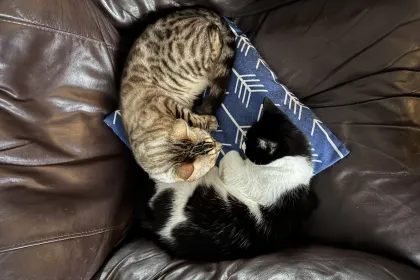 Sleepy jigsaw puzzle