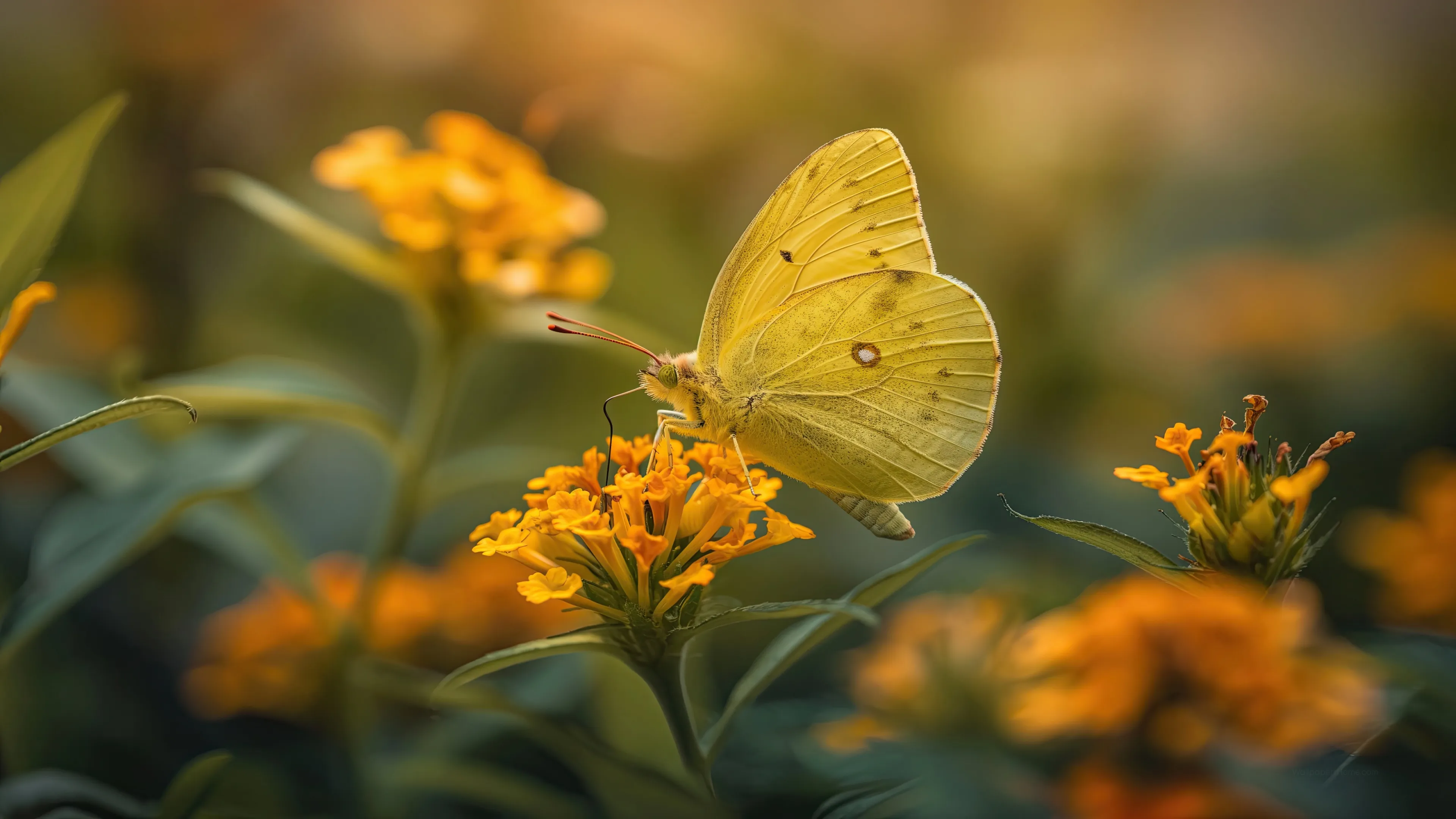 Yellow butterfly