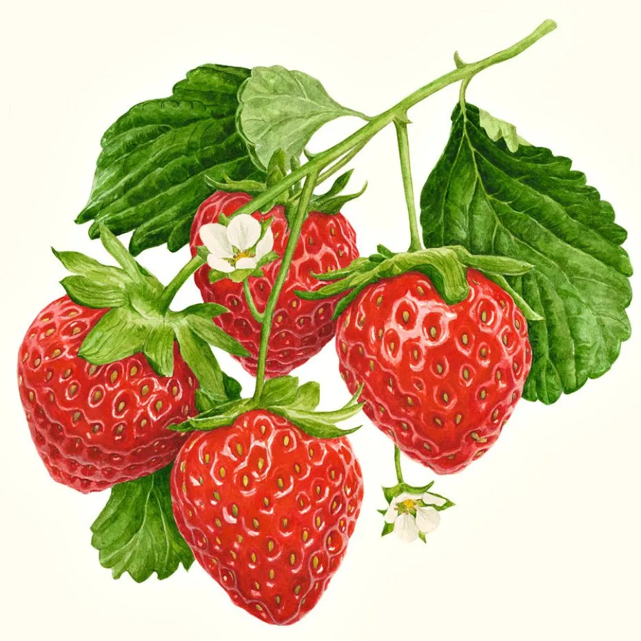 strawberries
