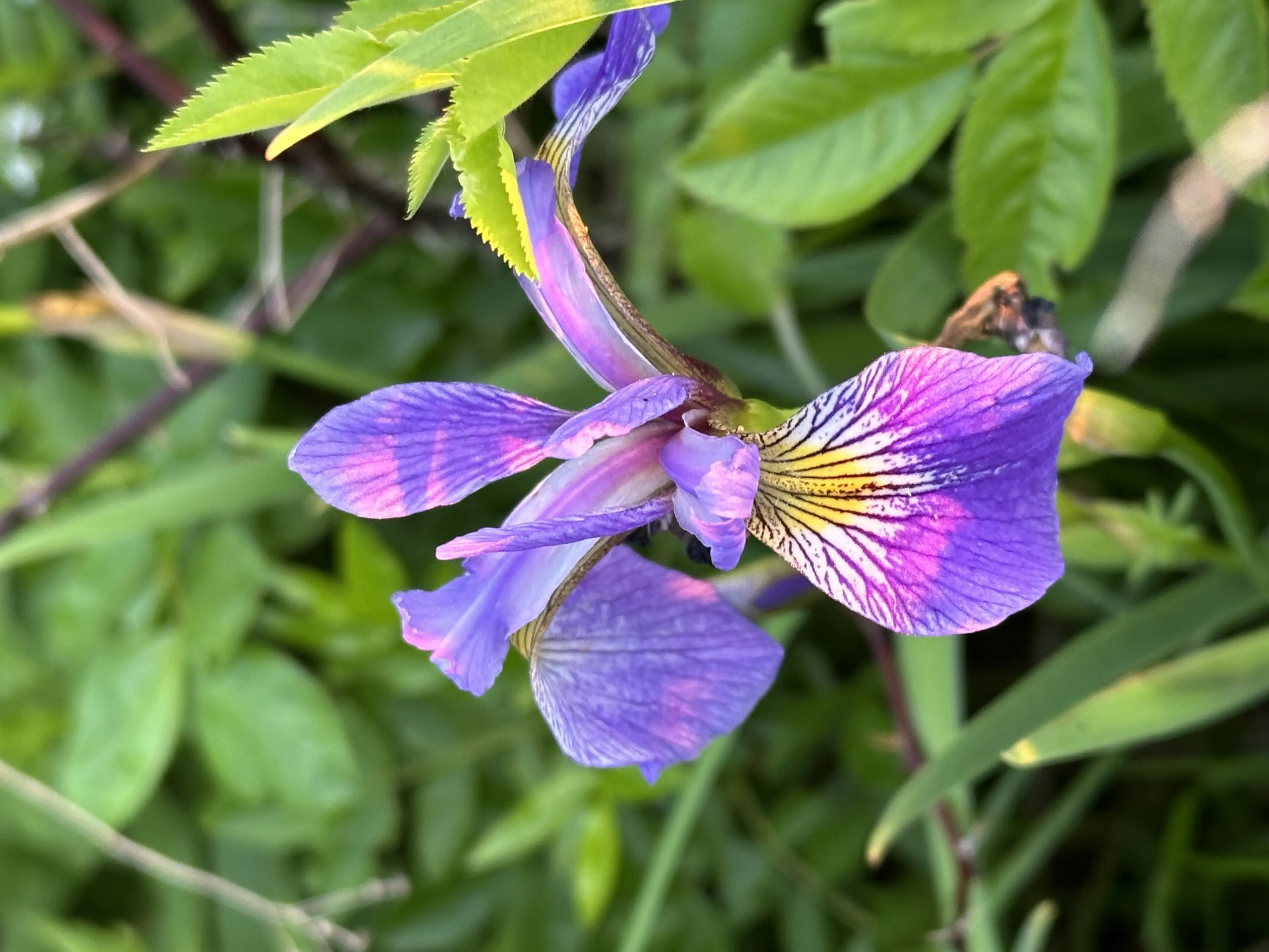 Iris