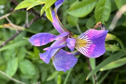 Iris jigsaw puzzle
