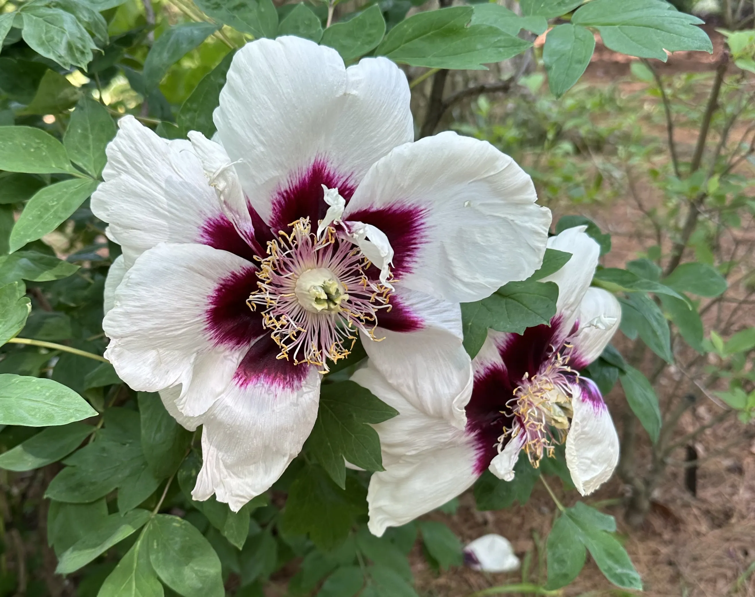 Rock’s tree peony