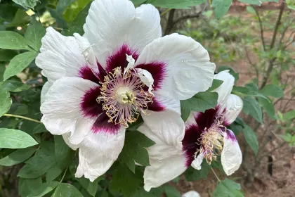 Rock’s tree peony jigsaw puzzle