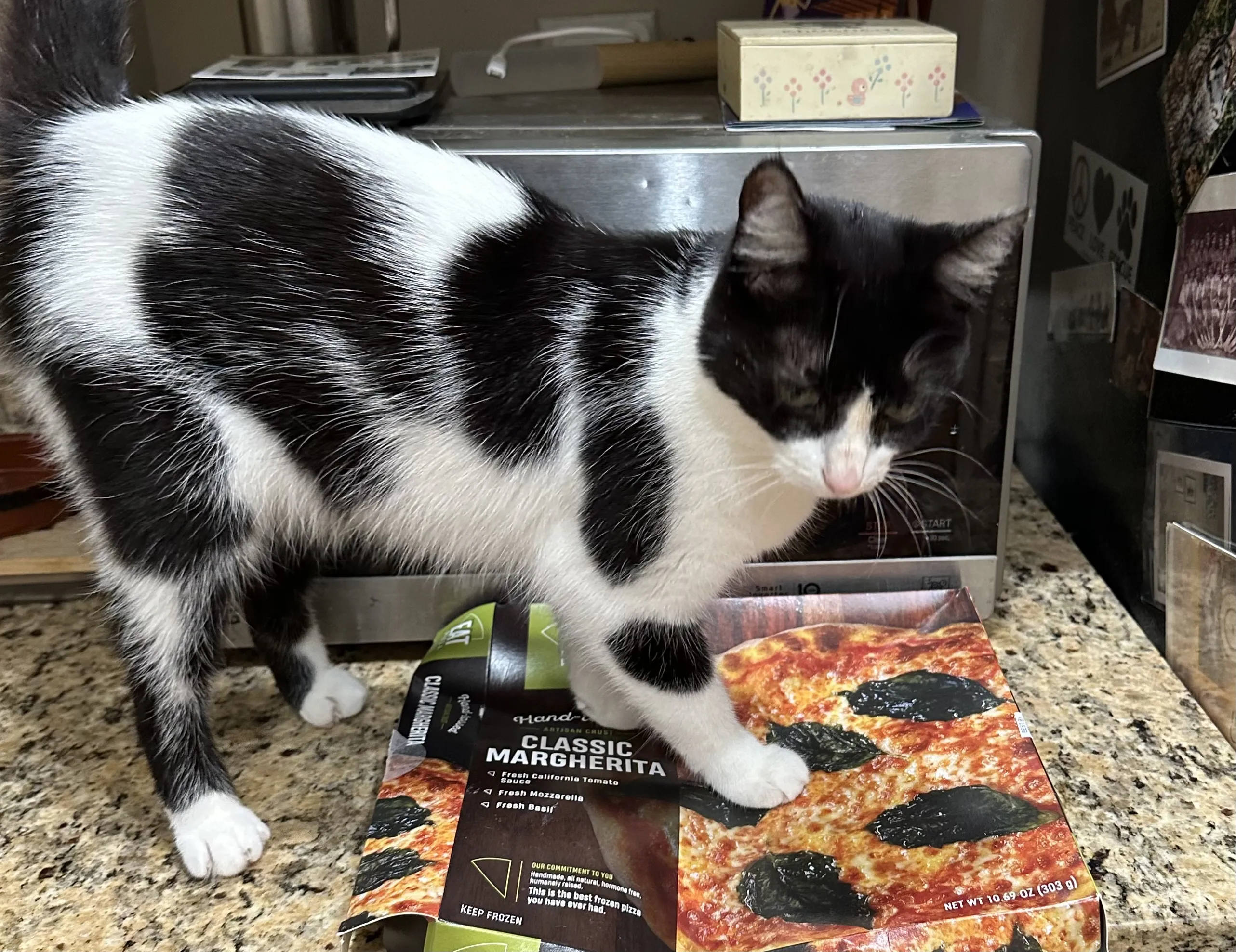 Pizza cat