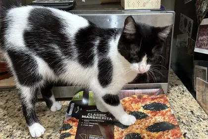Pizza cat jigsaw puzzle