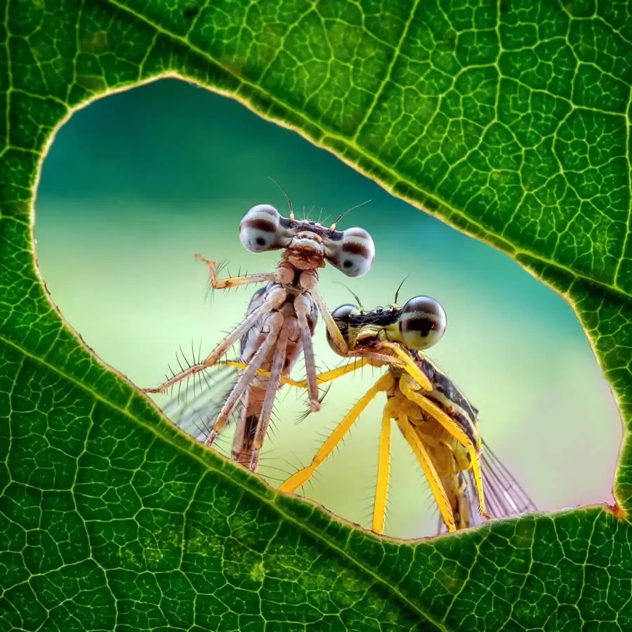 Dragonfly Gossip