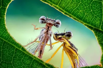 Dragonfly Gossip jigsaw puzzle