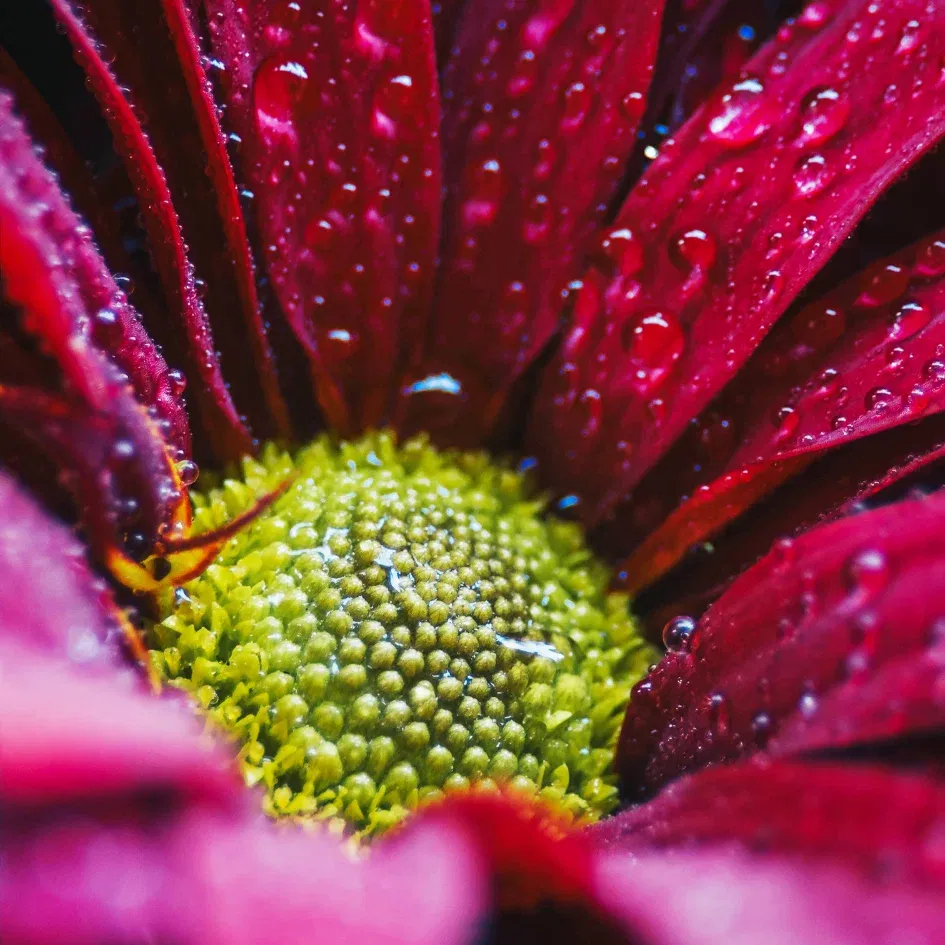 Pink Flower