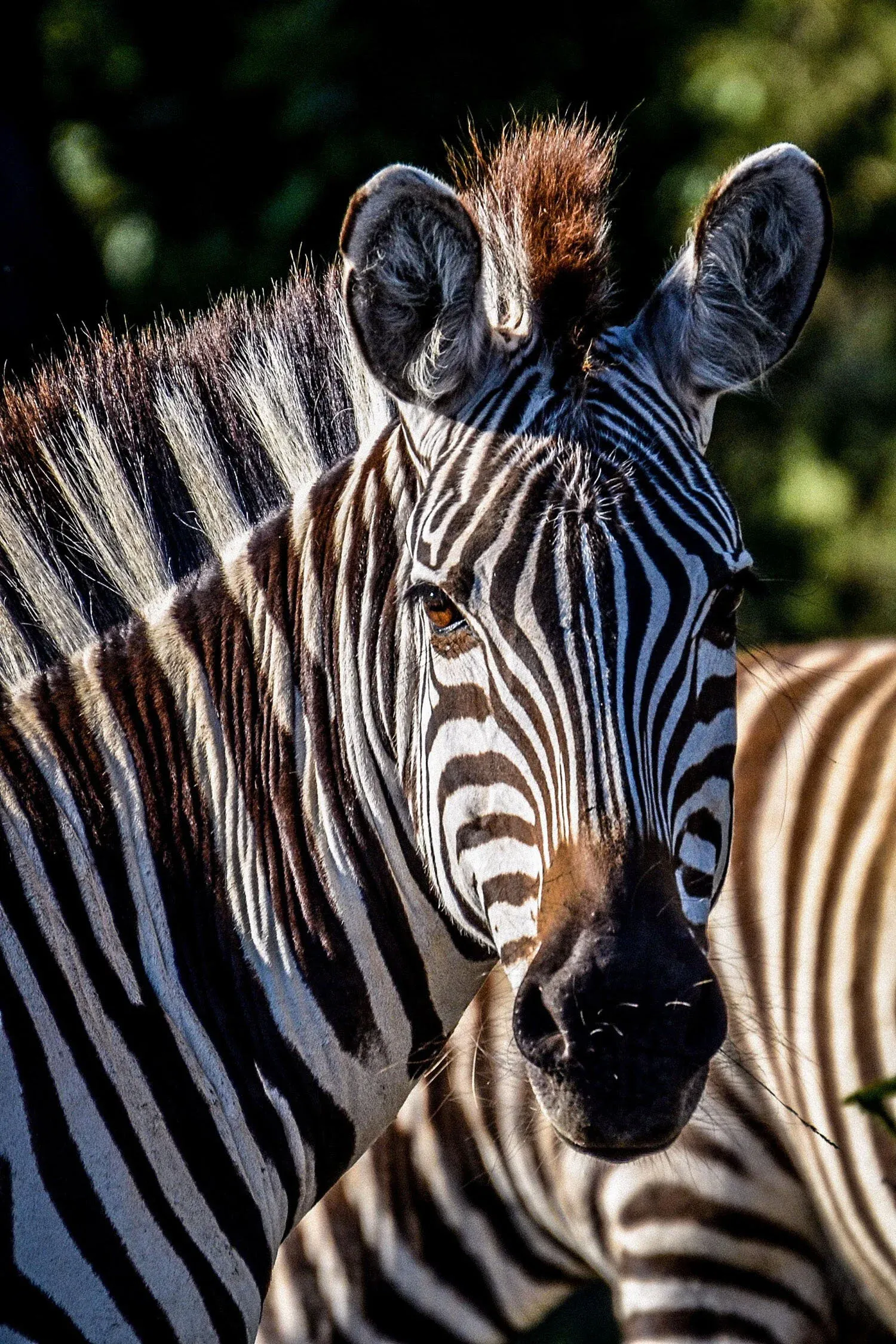 Zebra