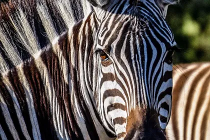Zebra jigsaw puzzle