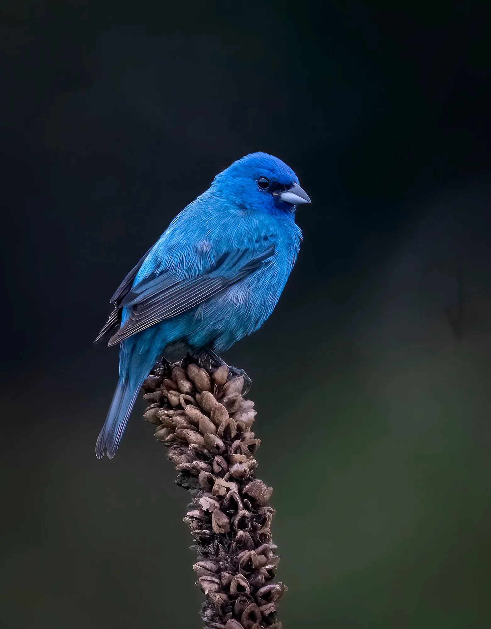 Blue Bird