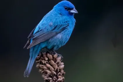Blue Bird jigsaw puzzle