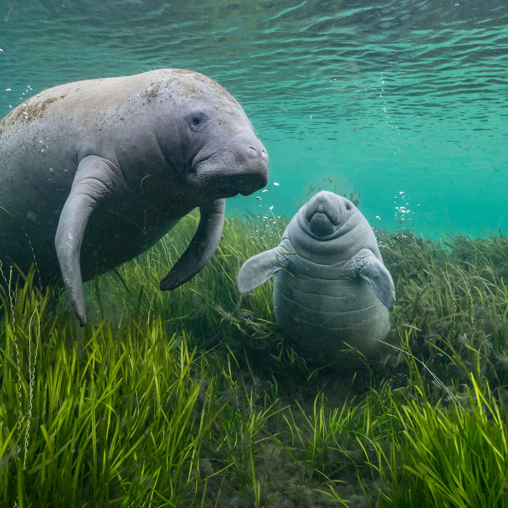 Dugong
