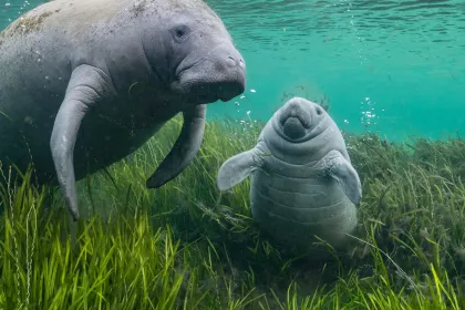 Dugong jigsaw puzzle