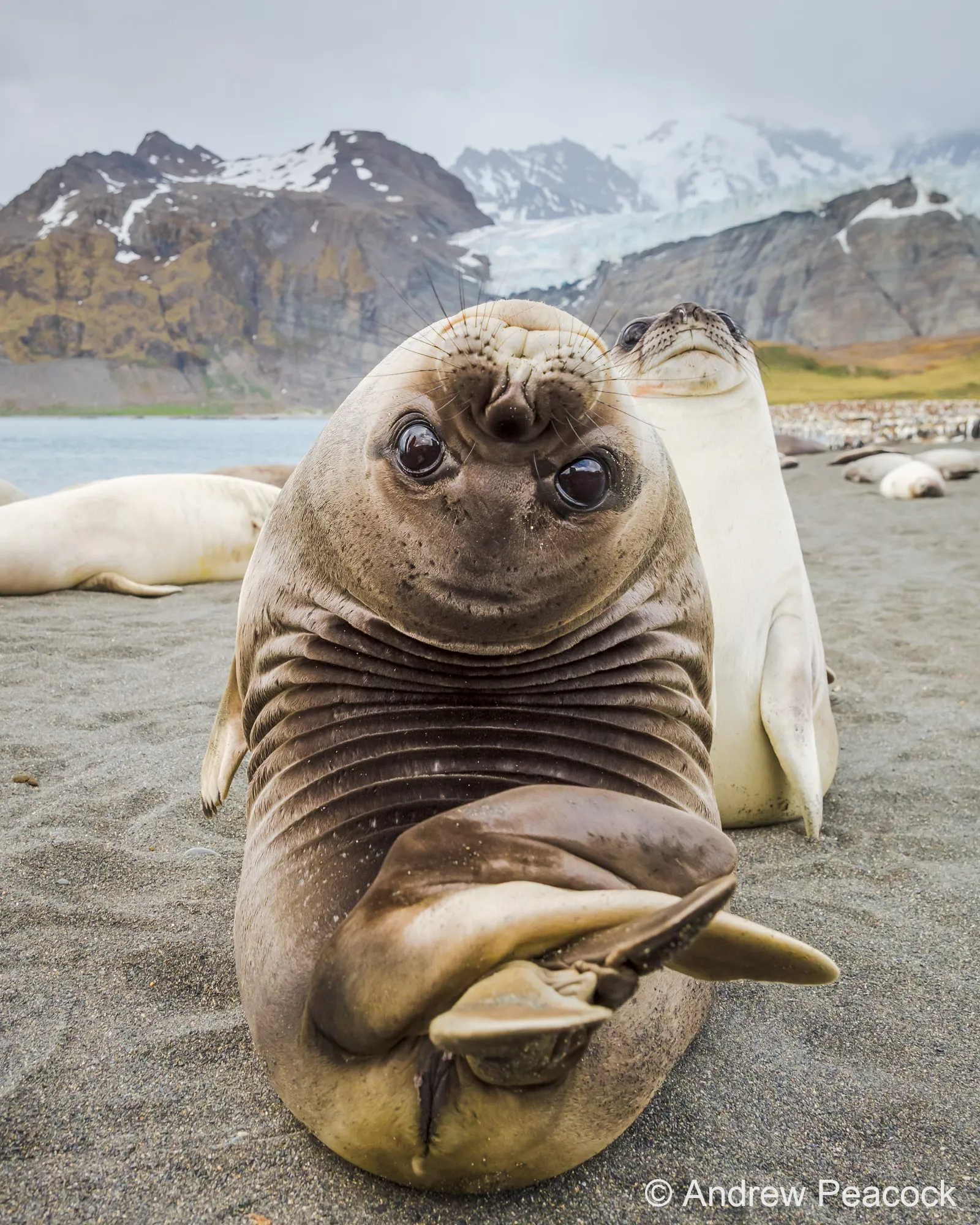 Seals