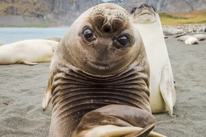 Seals jigsaw puzzle