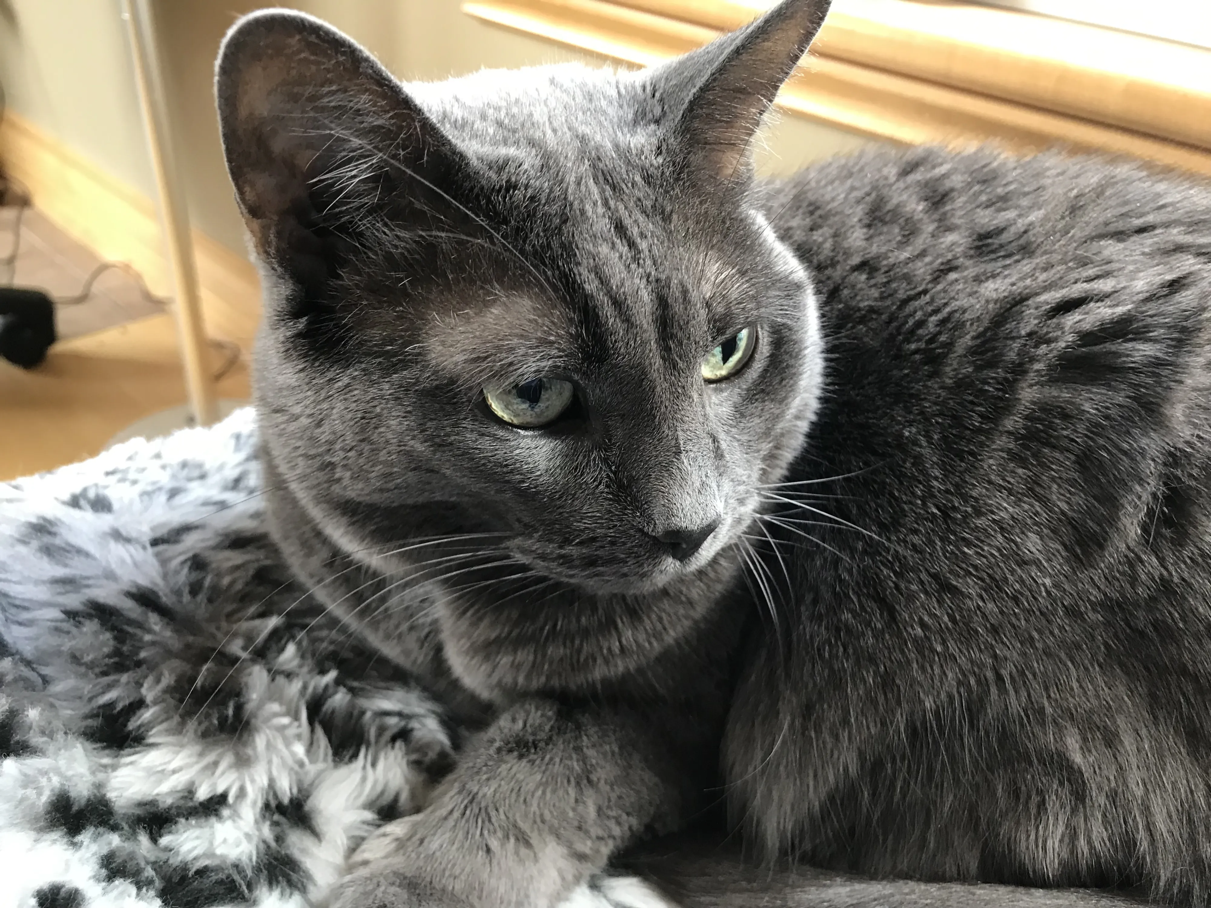 Gray cat