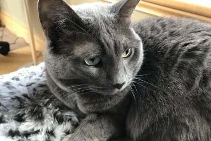 Gray cat jigsaw puzzle