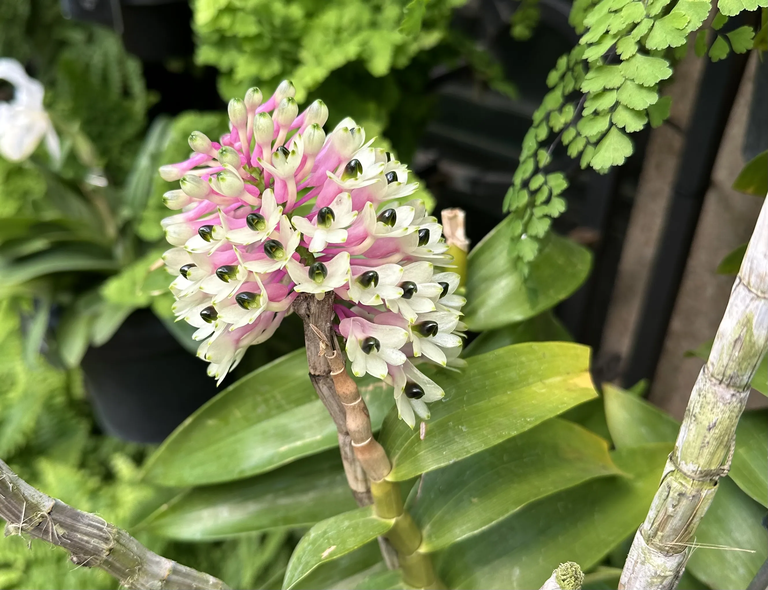 Exotic flower