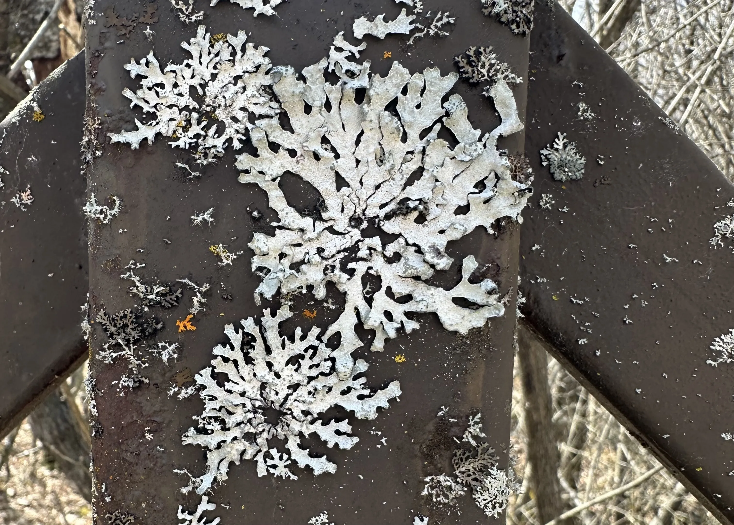Lichen on metal