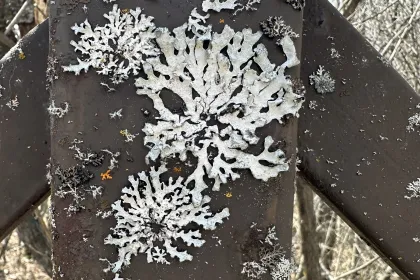 Lichen on metal jigsaw puzzle