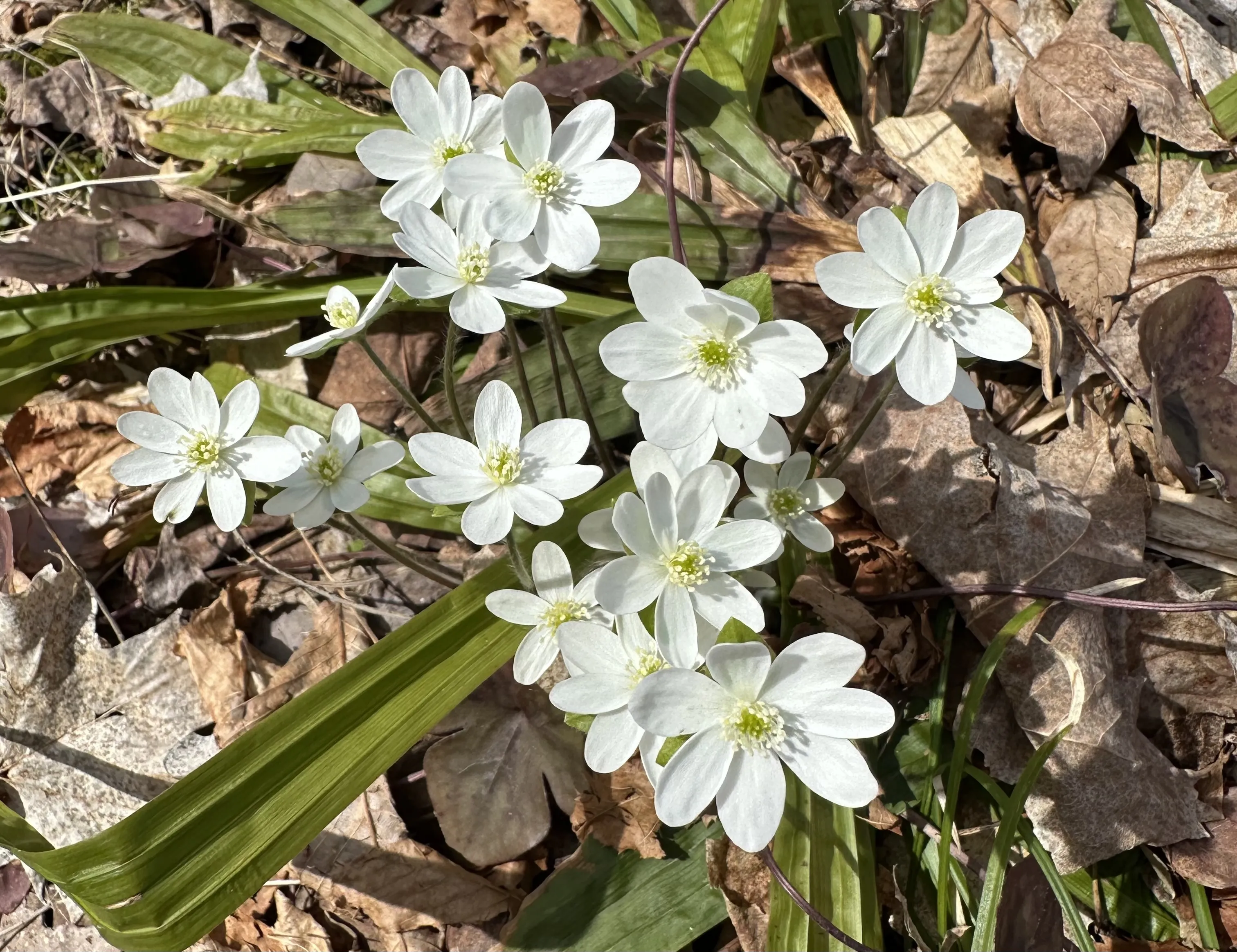 Spring flowers