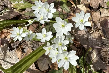 Spring flowers jigsaw puzzle