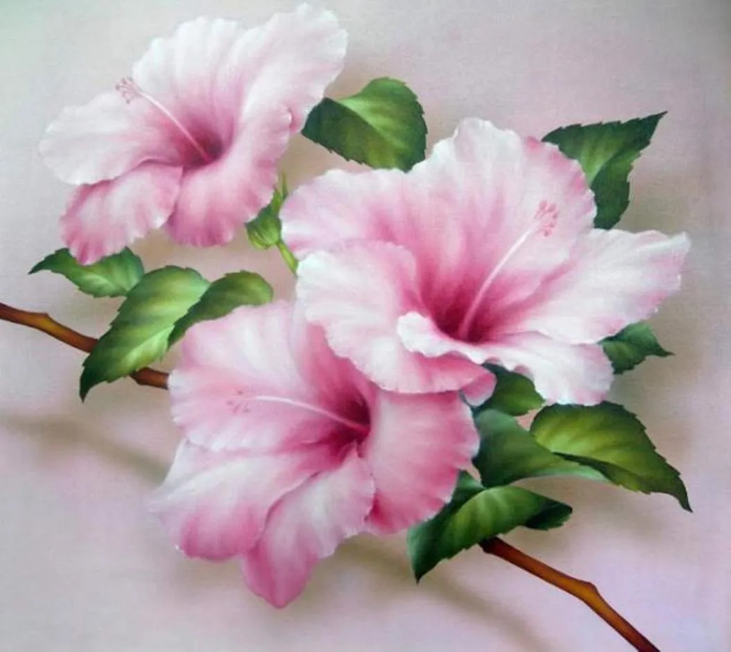 hibiscus