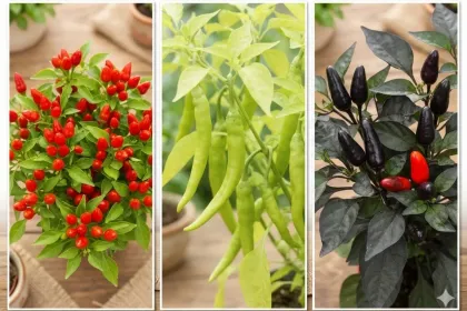 Home-Grown Hot Peppers jigsaw puzzle