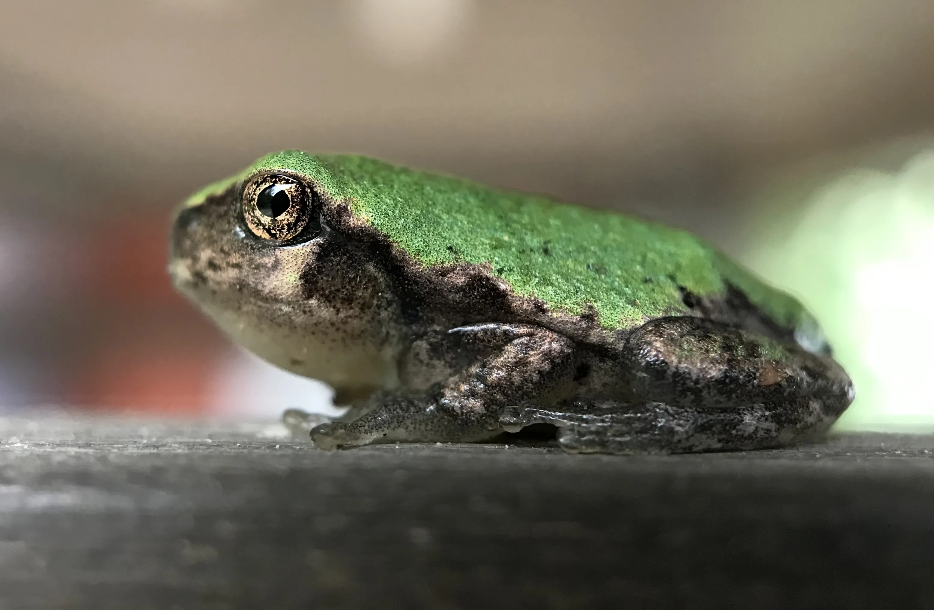 Very young frog