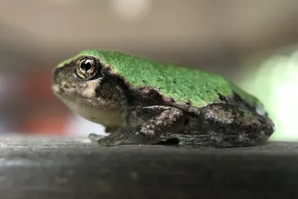 Very young frog jigsaw puzzle