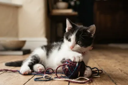 sweet kitten jigsaw puzzle