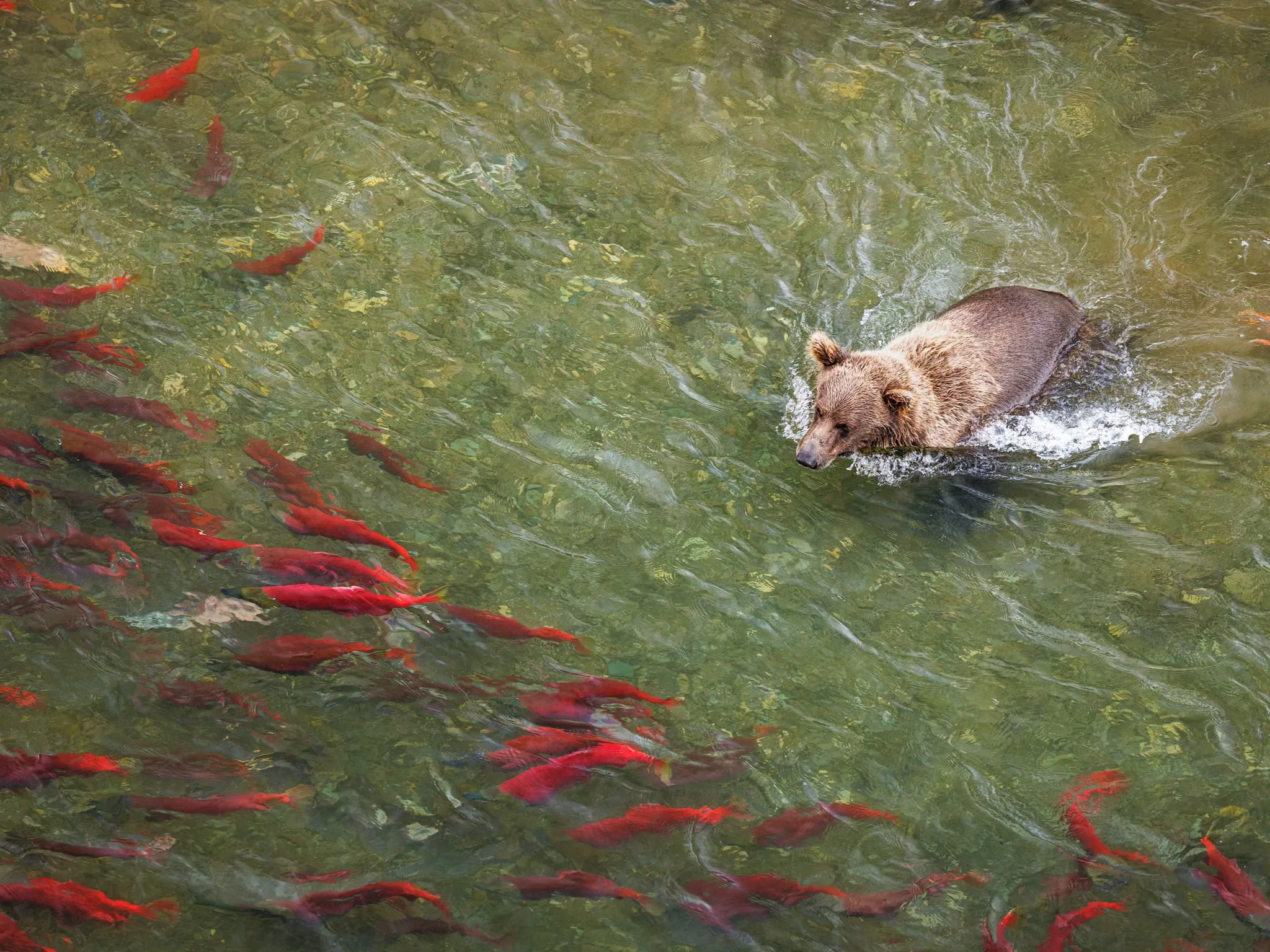 Bear and salmon dinner