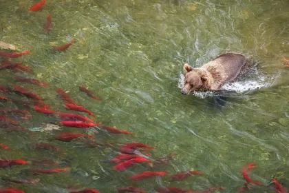 Bear and salmon dinner jigsaw puzzle