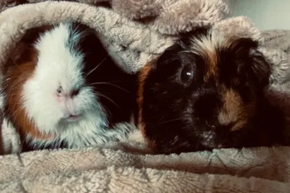 Guinea pigs jigsaw puzzle