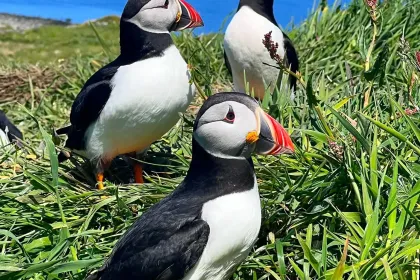 Puffin jigsaw puzzle
