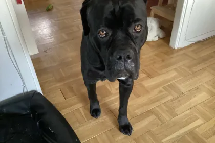 My Dog jigsaw puzzle