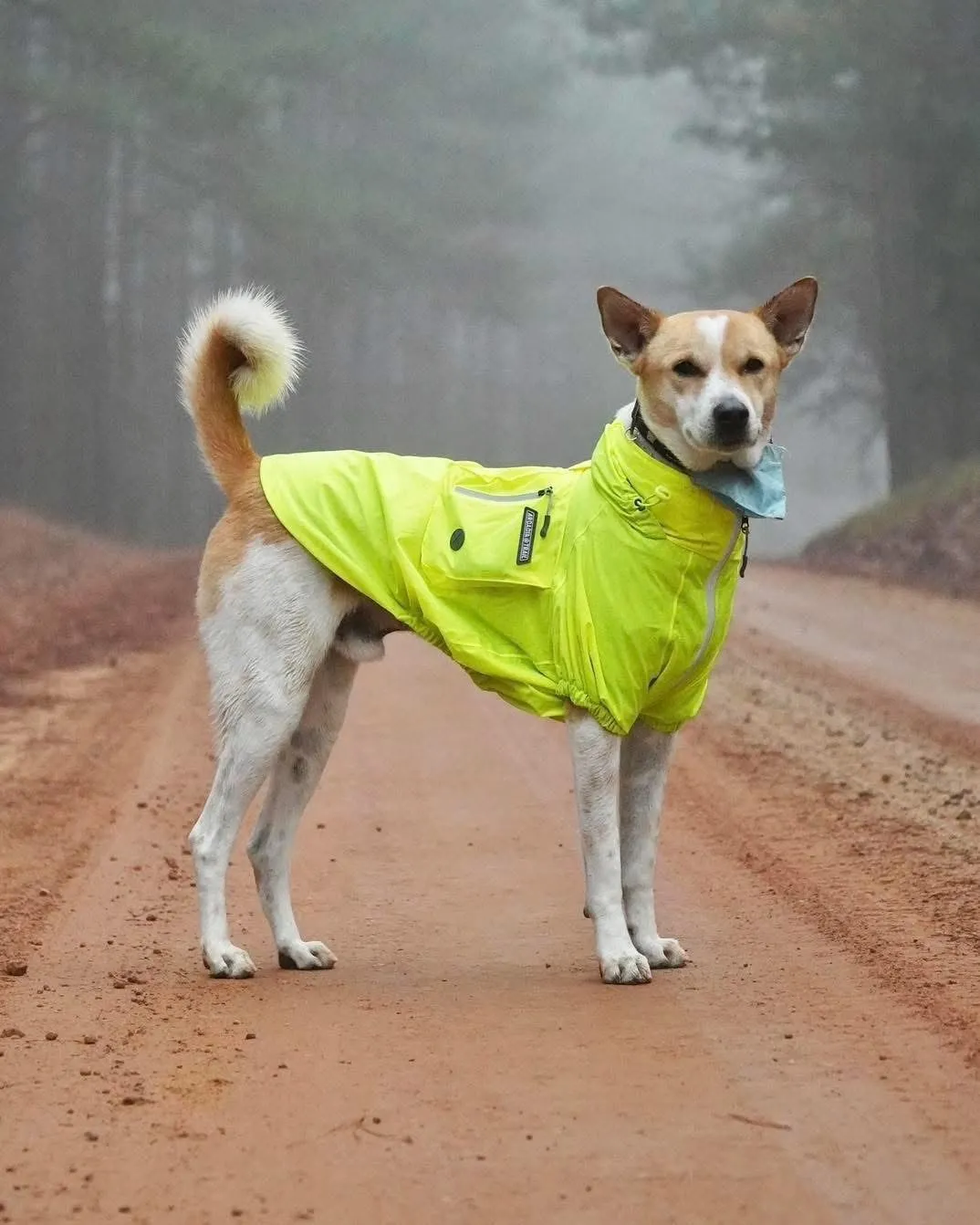 Aloka- The Walk for Peace