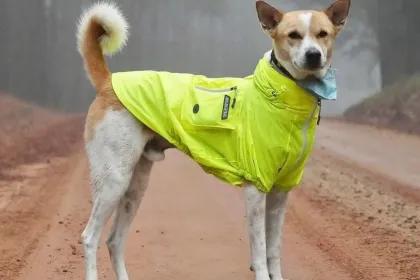 Aloka- The Walk for Peace jigsaw puzzle