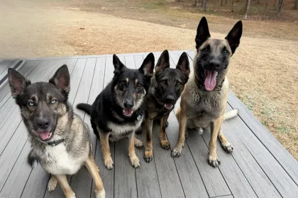 Crazy dogs jigsaw puzzle