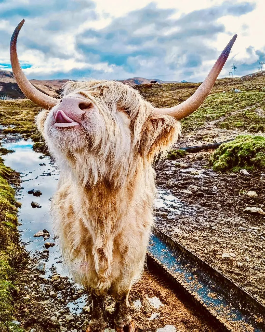 highland coo