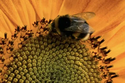 Sunflower jigsaw puzzle
