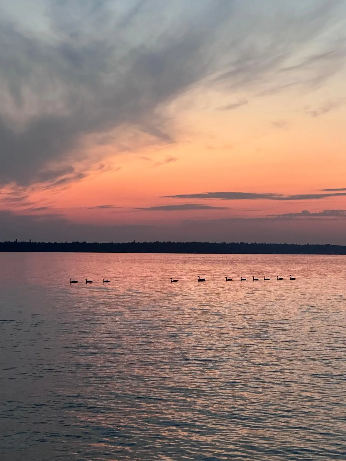 Ducklings on a Sunset