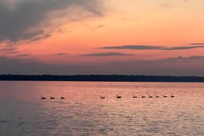 Ducklings on a Sunset jigsaw puzzle
