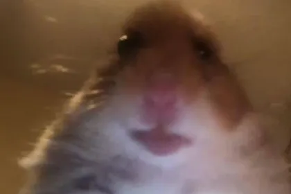 Hamster jigsaw puzzle