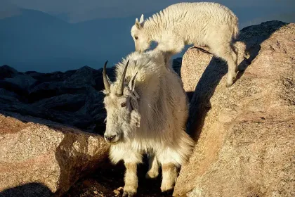 Billy goat's jigsaw puzzle